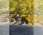 Small Photo #5 Yorkshire Terrier Puppy For Sale in HESPERIA, CA, USA