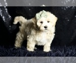 Small #5 Maltipoo (Miniature)