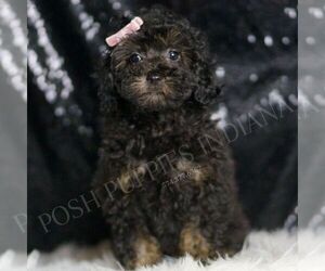 Medium Poodle (Toy)