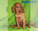 Small Photo #9 Irish Setter Puppy For Sale in EXCELSIOR SPRINGS, MO, USA