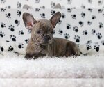 Small Photo #4 French Bulldog Puppy For Sale in N SUDBURY, MA, USA