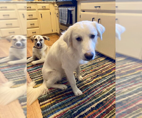 Medium Photo #4 Great Pyrenees-Unknown Mix Puppy For Sale in Bend, OR, USA
