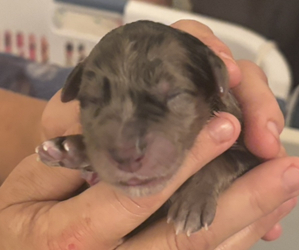 Medium Photo #7 Goldendoodle Puppy For Sale in EXETER, RI, USA