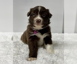 Small Photo #20 Australian Shepherd Puppy For Sale in NEOSHO, MO, USA