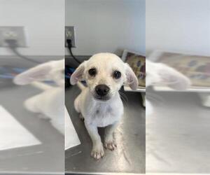 Mutt Dogs for adoption in San Antonio, TX, USA