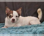 Small #2 Chihuahua