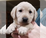 Small #27 Labrador Retriever