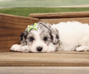Cavapoo Puppy for sale in WEST SALEM, OH, USA