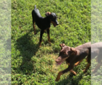 Small #11 Doberman Pinscher