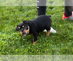 Small #6 English Bulldog-Olde English Bulldogge Mix