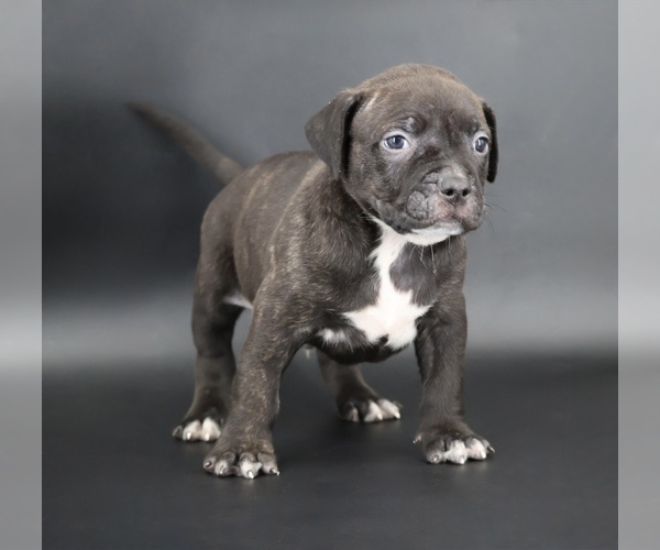Medium Photo #1 American Bully Puppy For Sale in CHAMPAIGN, IL, USA