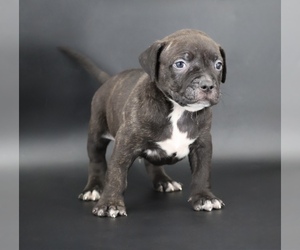 American Bully Puppy for sale in CHAMPAIGN, IL, USA