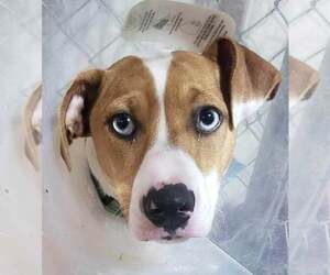 American Pit Bull Terrier Dogs for adoption in Lee's Summit, MO, USA