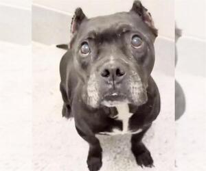 American Bulldog Dogs for adoption in Houston, TX, USA