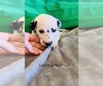 Small Photo #16 Dalmatian Puppy For Sale in AMARILLO, TX, USA