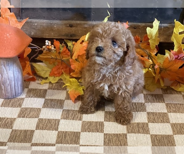 Medium Photo #4 Cavapoo (Miniature) Puppy For Sale in FULTON, KS, USA