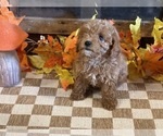 Molly - Female Cavapoo (Miniature) Puppy for Sale - Photo #4