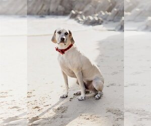 Black Mouth Cur-Mountain Cur Mix Dogs for adoption in Dana Point, CA, USA