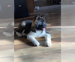 Akita Puppy for sale in NEVADA, OH, USA