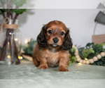 Puppy Holly Dachshund