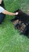 Small Photo #1 Chow Chow Puppy For Sale in BAKERSFIELD, CA, USA