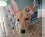 Small #3 Labrador Retriever Mix