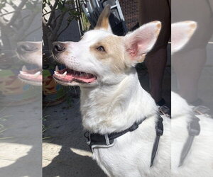 Jasper - Male Jack Russell Terrier-Unknown Mix Dog for Adoption - Photo #2