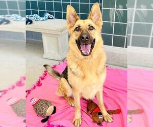 German Shepherd Dog Dogs for adoption in Rancho Cucamonga, CA, USA