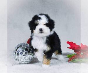 Bernedoodle-Poodle (Miniature) Mix Puppy for sale in DALTON, OH, USA