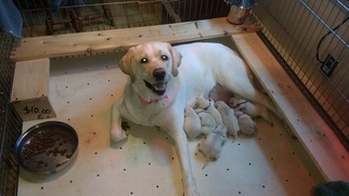Mother of the Labrador Retriever puppies born on 12/24/2018