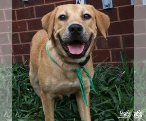 Labrador Retriever-Unknown Mix Dogs for adoption in Washington, DC, USA