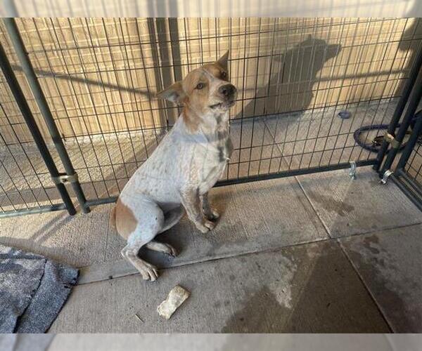 Medium Photo #1 Mutt Puppy For Sale in Houston, TX, USA