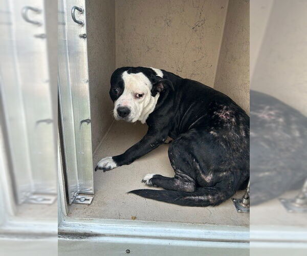 Medium Photo #1 Mutt Puppy For Sale in Louisville, KY, USA