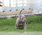 Small Photo #15 American Bully Puppy For Sale in MOUNT OLIVE, AL, USA
