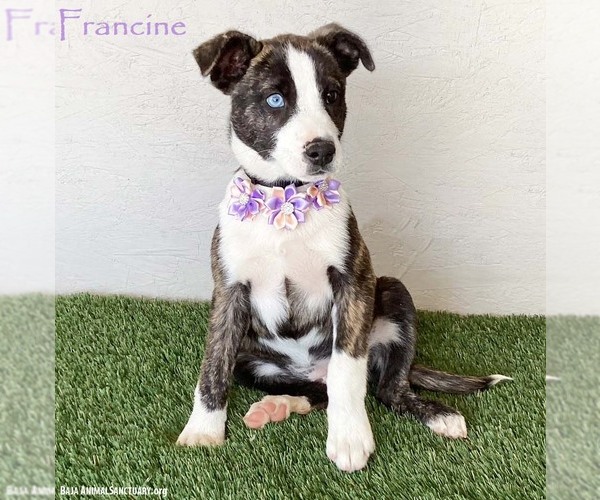 Medium Photo #1 Mutt Puppy For Sale in San Diego, CA, USA
