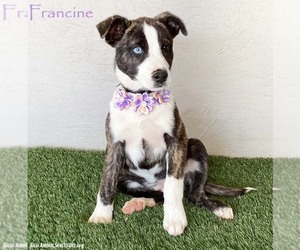 Mutt Dogs for adoption in San Diego, CA, USA