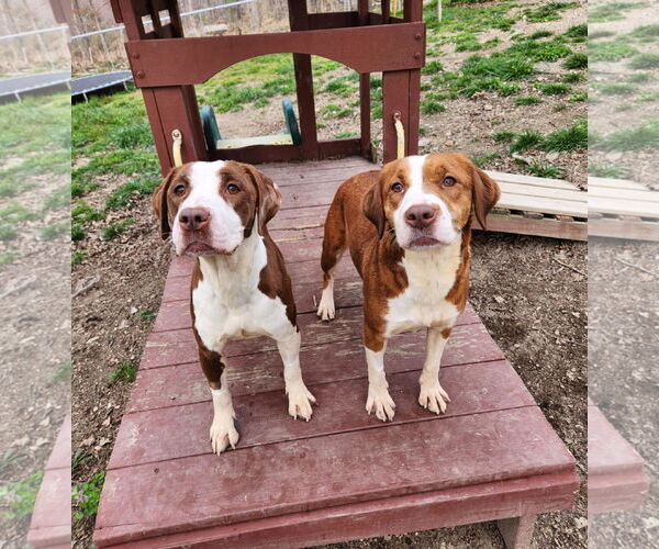 Medium Photo #1 Mutt Puppy For Sale in Shelburne, VT, USA