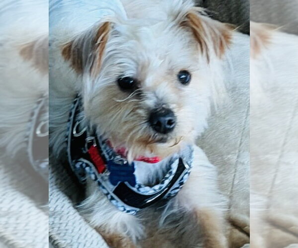 Medium Photo #3 Silky Terrier-Unknown Mix Puppy For Sale in Mundelein, IL, USA