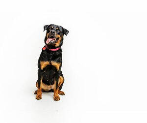Abby - Female Rottweiler-Unknown Mix Dog for Adoption - Photo #3