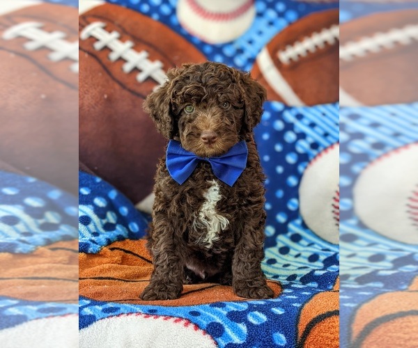 Medium Photo #1 Sheepadoodle Puppy For Sale in GLEN ROCK, PA, USA