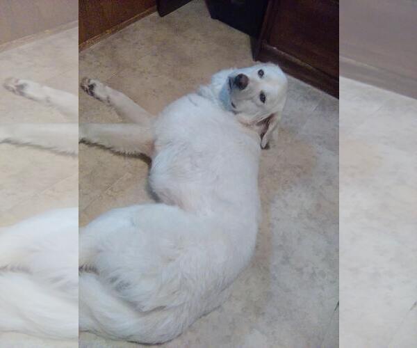 Medium Photo #5 Great Pyrenees Puppy For Sale in Spring, TX, USA