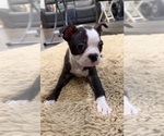 Small #9 Boston Terrier