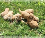 Small Photo #2 Goldendoodle (Miniature) Puppy For Sale in REED CITY, MI, USA