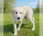 Small #1 Golden Pyrenees