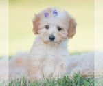 Puppy Apricot Goldendoodle (Miniature)