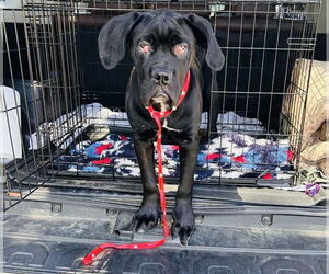 Mastiff-Unknown Mix Dogs for adoption in Princeton, MN, USA