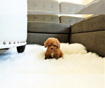 Small Photo #5 Poodle (Standard) Puppy For Sale in LAS VEGAS, NV, USA