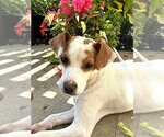 Small #3 Jack Russell Terrier Mix