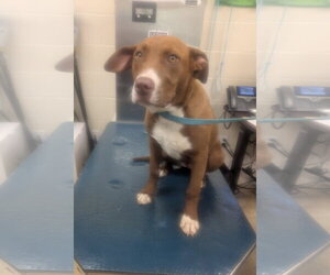 Bulldog Dogs for adoption in Mobile, AL, USA