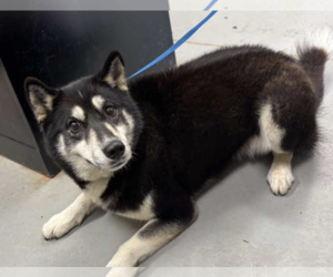 Huskies -Unknown Mix Dogs for adoption in Rockville, MD, USA